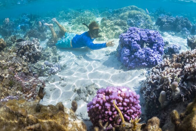 1/2 day Tahaa coral garden - departure Raiatea / ideal for cruise passengers - Walking Into the Coral Garden