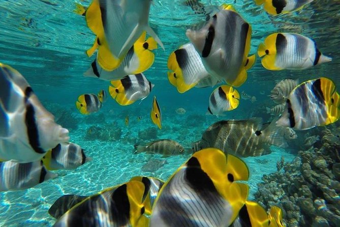 1/2 day Tahaa coral garden - departure Raiatea / ideal for cruise passengers - Tide, Weather, and Reef Protection
