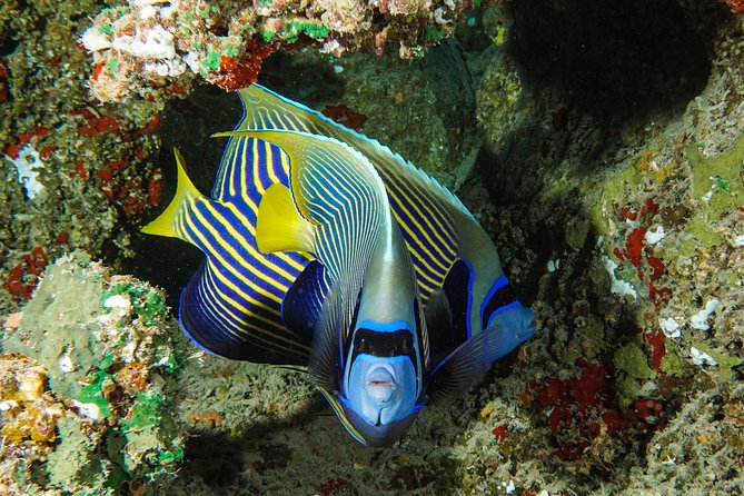 1/2 day Tahaa coral garden - departure Raiatea / ideal for cruise passengers - Guides, Safety, and Communication