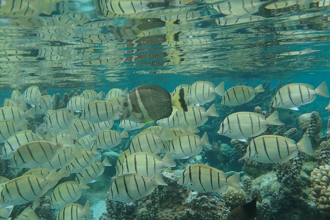 1/2 day Tahaa coral garden - departure Raiatea / ideal for cruise passengers - Is the $144.54 Price Worth It?