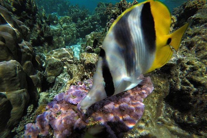 1/2 day Tahaa coral garden - departure Raiatea / ideal for cruise passengers - Should You Book the Tahaa Coral Garden Tour?