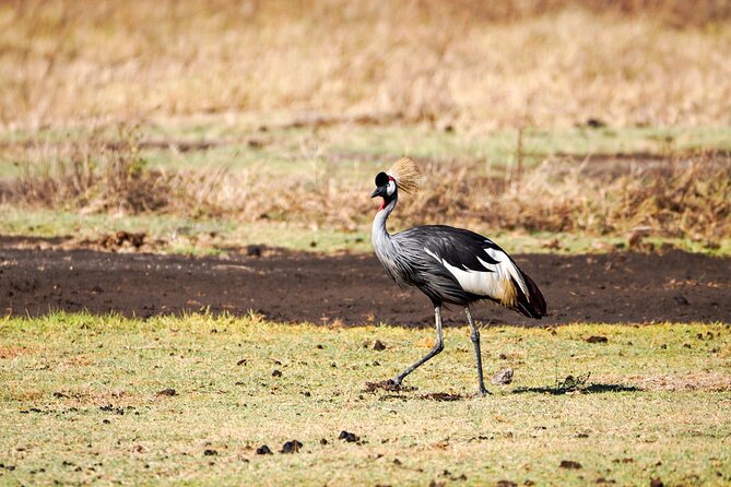 5-Day Private midrange Tour in Arusha with Airport Pickup - Day 3: Serengeti begins with a long, rewarding approach