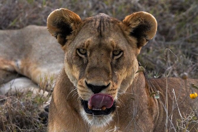 5-Day Private midrange Tour in Arusha with Airport Pickup - Day 4: The best Serengeti hours come early