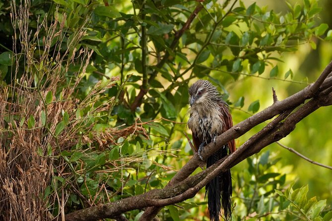 5-Day Private midrange Tour in Arusha with Airport Pickup - Day 5: Ngorongoro packs wildlife into one crater
