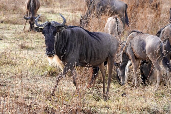 5-Day Private midrange Tour in Arusha with Airport Pickup - What the private format really changes