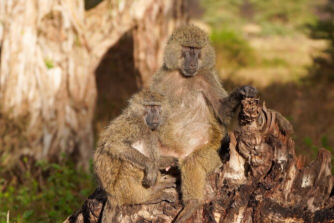 5-Day Private midrange Tour in Arusha with Airport Pickup - Midrange comfort and meals