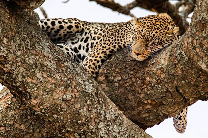 6-Day Private midrange Tour in Arusha with Airport Pickup - Key Points Before You Book
