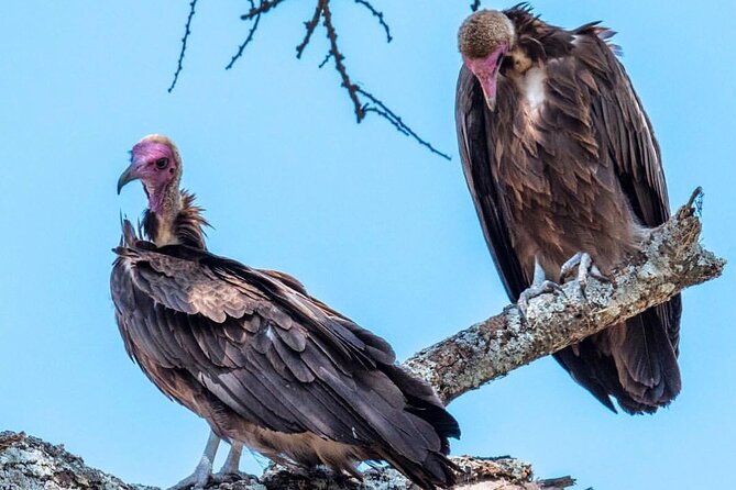 6-Day Private midrange Tour in Arusha with Airport Pickup - A Six-Day Route Built Around Northern Tanzania’s Big Four Parks