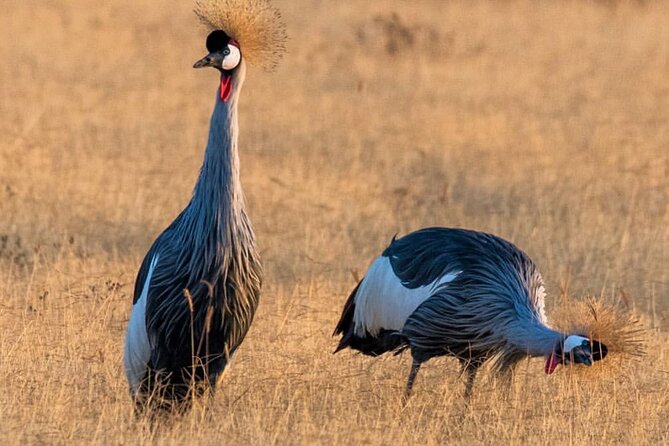 6-Day Private midrange Tour in Arusha with Airport Pickup - Day Four: A Full Day Around Central Serengeti