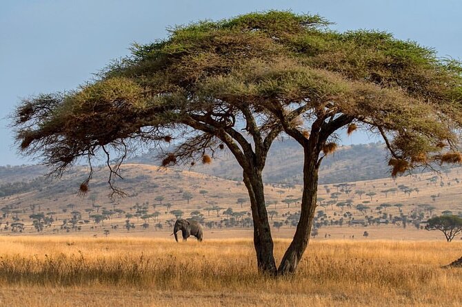 6-Day Private midrange Tour in Arusha with Airport Pickup - Day Five: Sunrise in Serengeti, Then Back Toward Ngorongoro