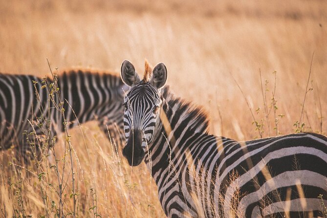 7-Day Private midrange Tour in Arusha with Airport Pickup - Day two: Lake Manyara’s compact wildlife zone