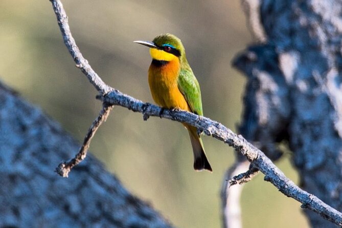 7-Day Private midrange Tour in Arusha with Airport Pickup - Days three to five: three nights around the central Serengeti