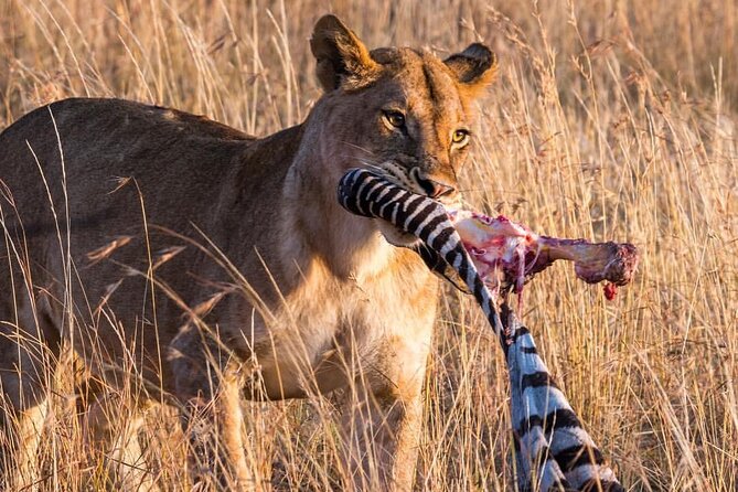 7-Day Private midrange Tour in Arusha with Airport Pickup - Day six: one last Serengeti morning, then Ngorongoro