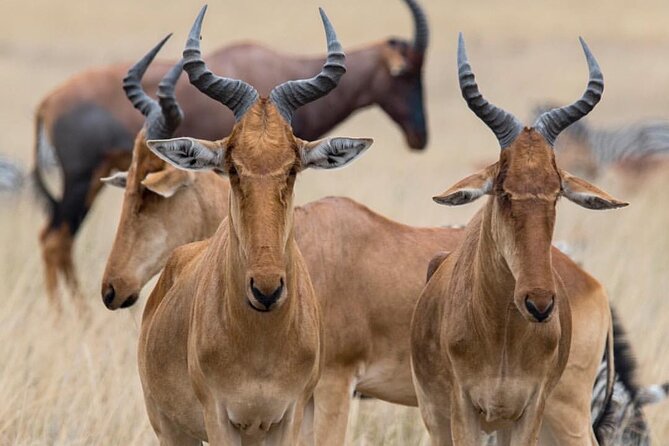 7-Day Private midrange Tour in Arusha with Airport Pickup - Guides, vehicle, and the value of a private trip