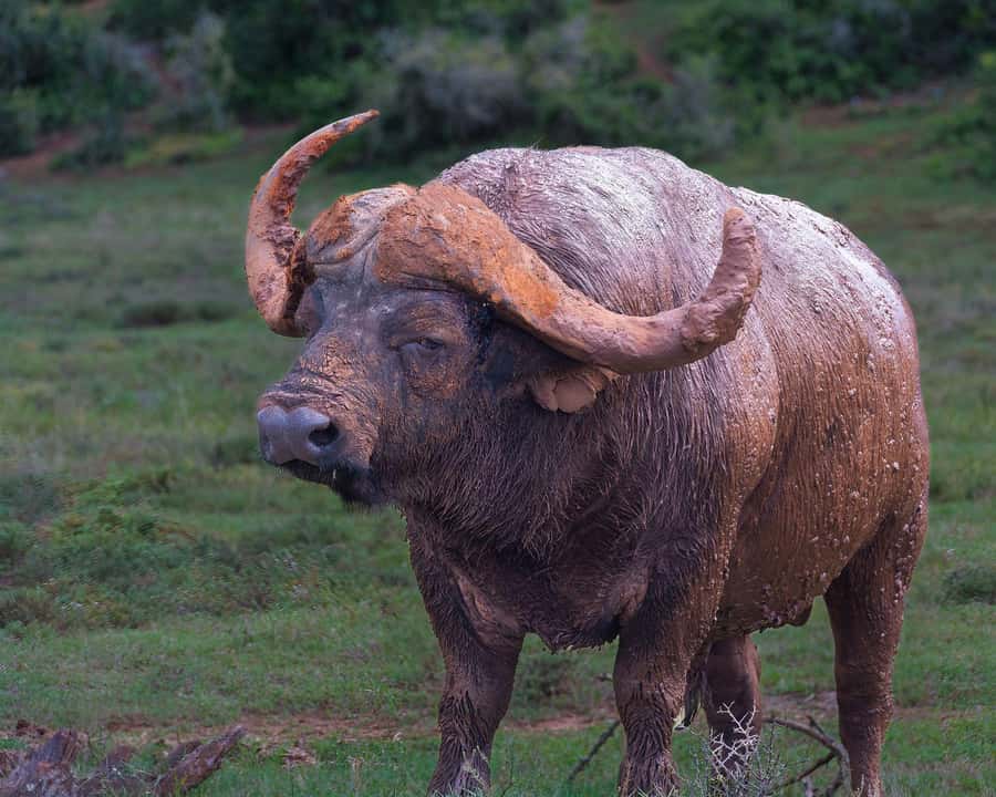 Addo Elephant Full Day Safari / Shore Excursions - Key points to know before booking