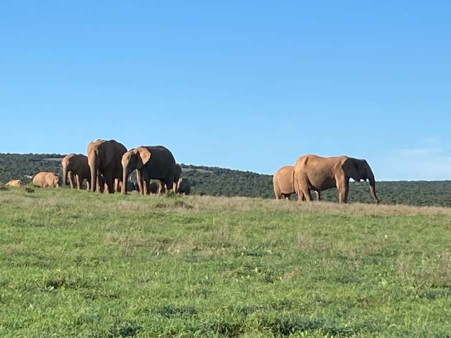 Addo Elephant Full Day Safari / Shore Excursions - Why Addo Elephant National Park is worth your day