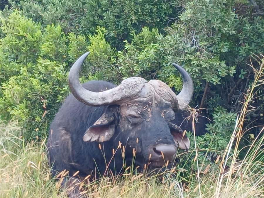Addo Elephant Full Day Safari / Shore Excursions - The morning three-hour game drive