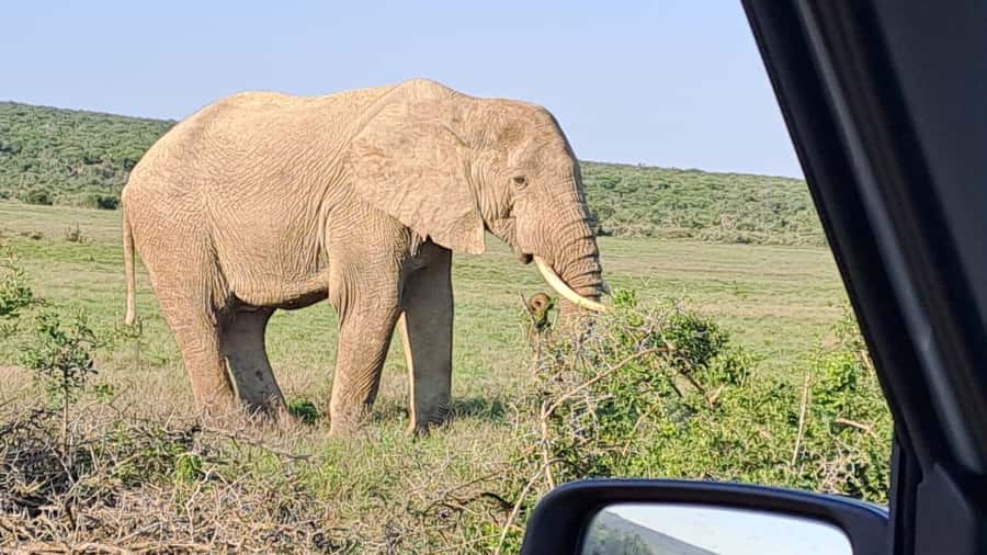 Addo Elephant Full Day Safari / Shore Excursions - Lunch at a local restaurant
