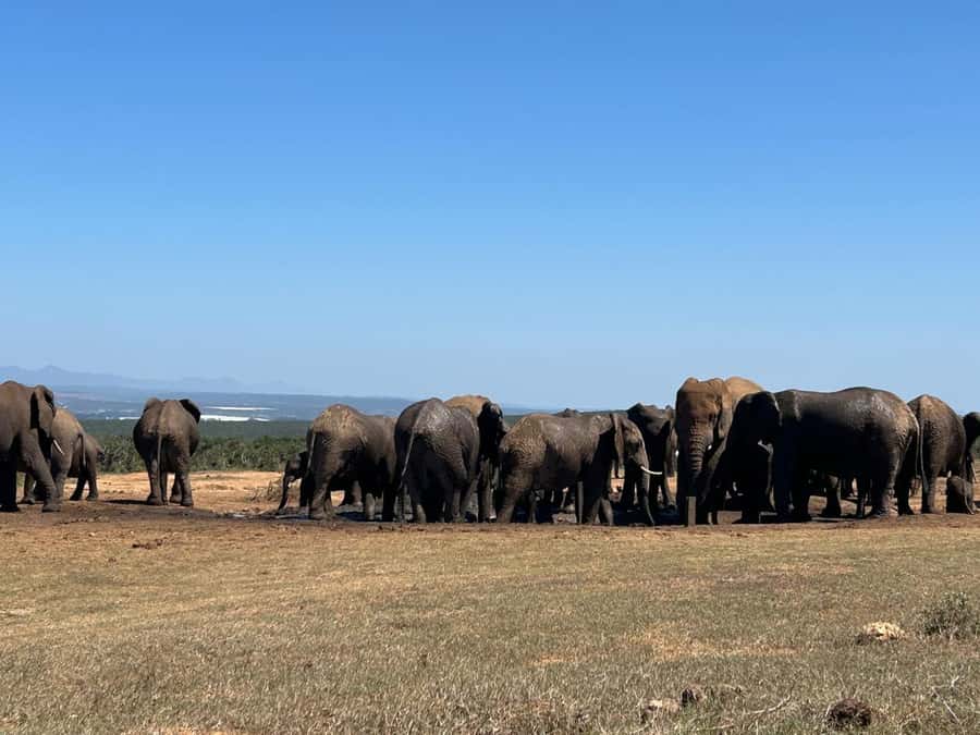 Addo Elephant Full Day Safari / Shore Excursions - The $152 price: good value or too much?