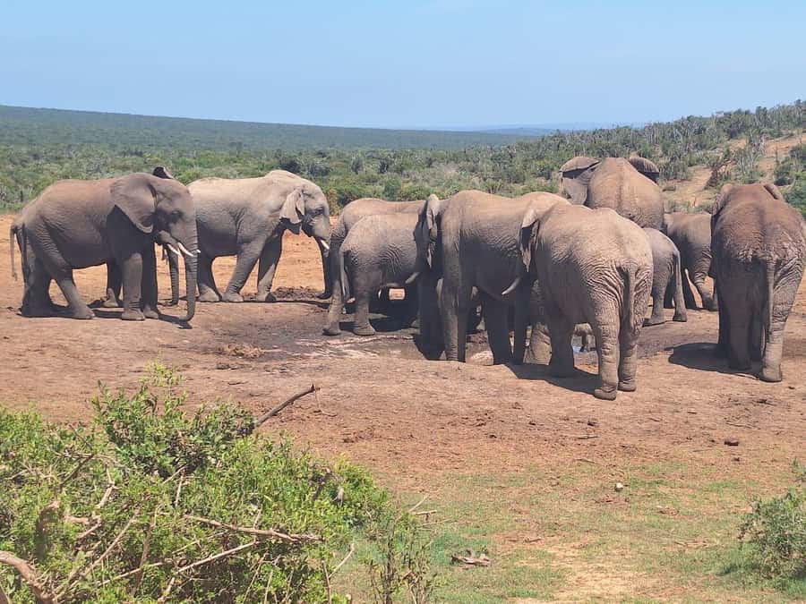 Addo Elephant Full Day Safari / Shore Excursions - What to pack for a more comfortable day