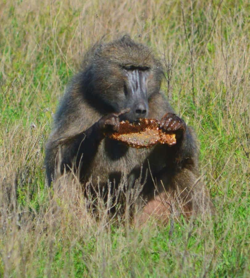 Addo Elephant Full Day Safari / Shore Excursions - Booking advice before you commit