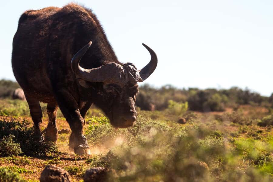 Addo Elephant Full Day Safari / Shore Excursions - Getting from Gqeberha to the park
