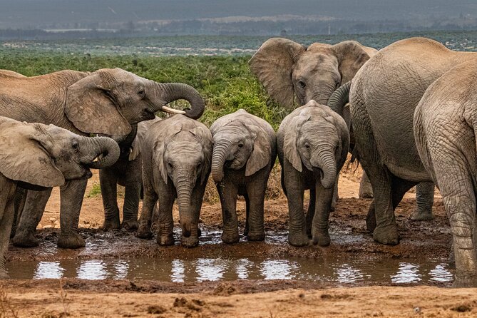 Addo Elephant Park Safari & Shore Excursion from Port Elizabeth - Key points to know before booking