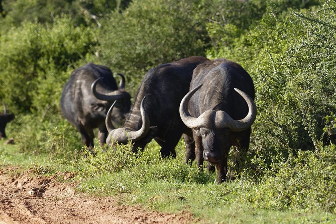 Addo Elephant Park Safari & Shore Excursion from Port Elizabeth - Why Addo makes a strong port-day choice