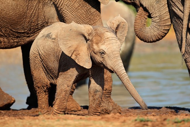 Addo Elephant Park Safari & Shore Excursion from Port Elizabeth - Why the closed vehicle is both helpful and limiting