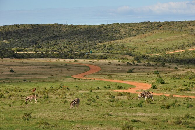 Addo Elephant Park Safari & Shore Excursion from Port Elizabeth - How the price works out at $163.91