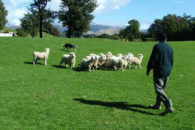 Akaroa Shore Excursion: Akaroa Harbour and Sheep Farm Local Tour - Why This Akaroa Shore Excursion Works
