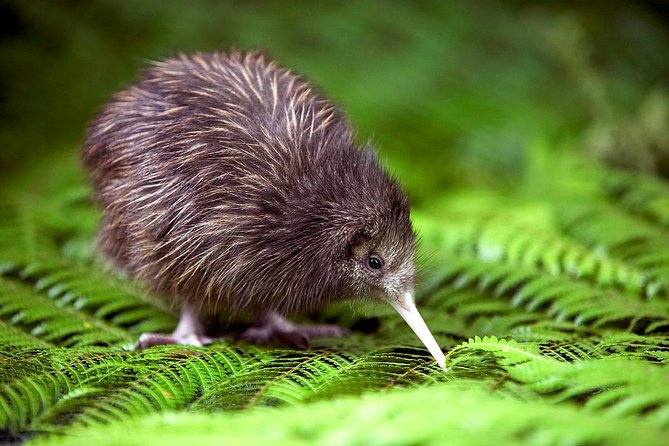 Akaroa Shore Excursion: Banks Peninsula, Christchurch City Tour and Willowbank Wildlife Reserve - Key points to know before booking
