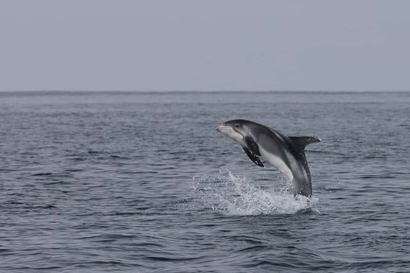 Akureyri: Whale Watching Shore Excursions - Key points at a glance
