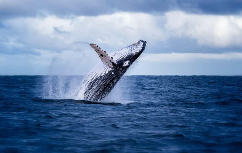Akureyri: Whale Watching Shore Excursions - Guides who make the quiet moments worthwhile