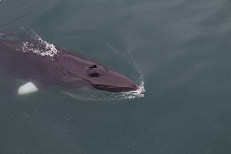 Akureyri: Whale Watching Shore Excursions - Searching for humpbacks and minke whales