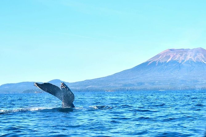 Amazing Whale Watching and Marine Wildlife Shore Excursion - What two hours on the water feels like