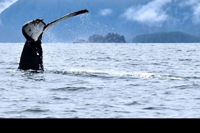 Amazing Whale Watching and Marine Wildlife Shore Excursion - The boat and small-group advantage