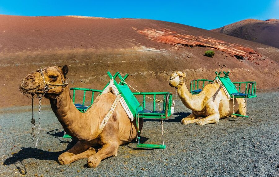 Arrecife: Timanfaya and Green Lagoon for Cruise Passengers - The €11 camel ride near Timanfaya