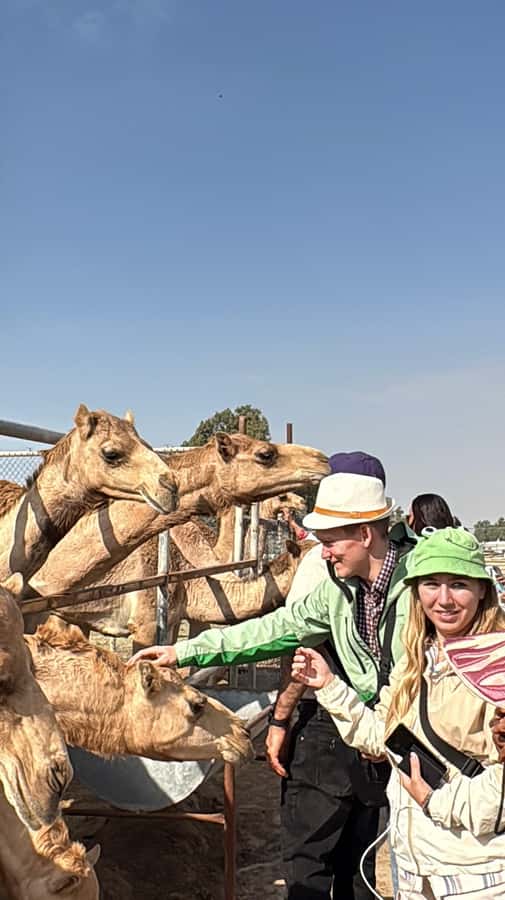 Bahrain Full-Day Highlights Tour:Manama,Desert&Tree of Life - Why this route works for a first day in Bahrain