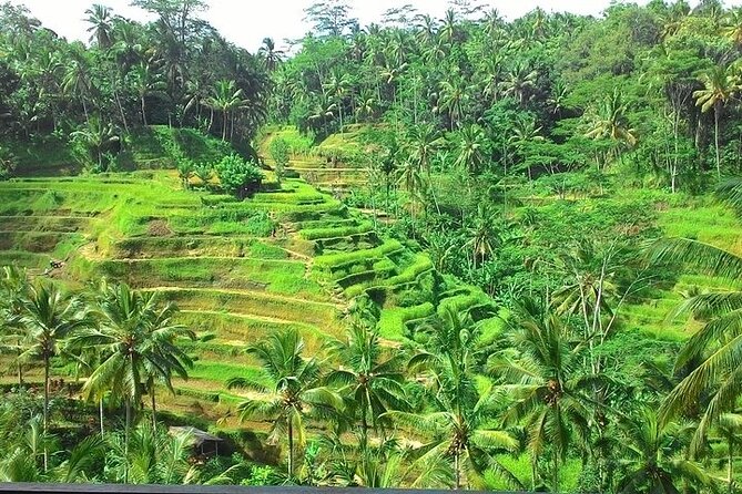 Bali Benoa Shore Excursion for cruise's passenger - All Inclusive - Ceking Rice Terrace lunch stop