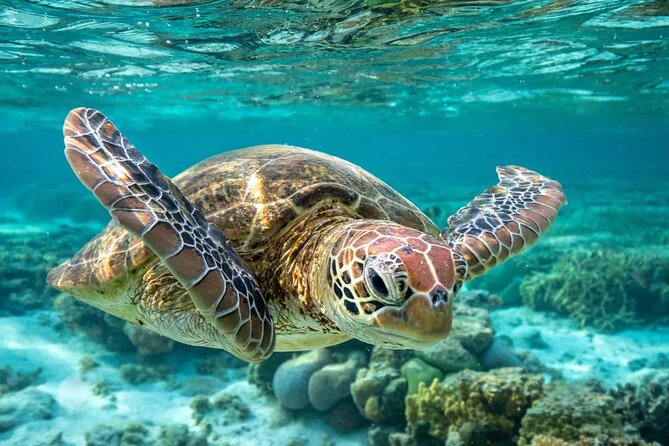 Barbados Shore Excursion: Carlisle Bay Turtle & Shipwreck - Quick take: what matters most