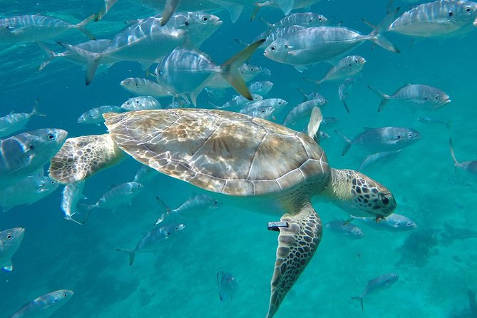 Barbados Shore Excursion Snorkel cruise and Beach Day - Tranquility Cruises: a comfortable boat with several ways to join in