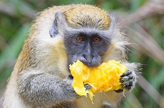 Barbados Shore Excursion: Wildlife Encounter and Beach Day - Carlisle Bay and Savvy on the Bay
