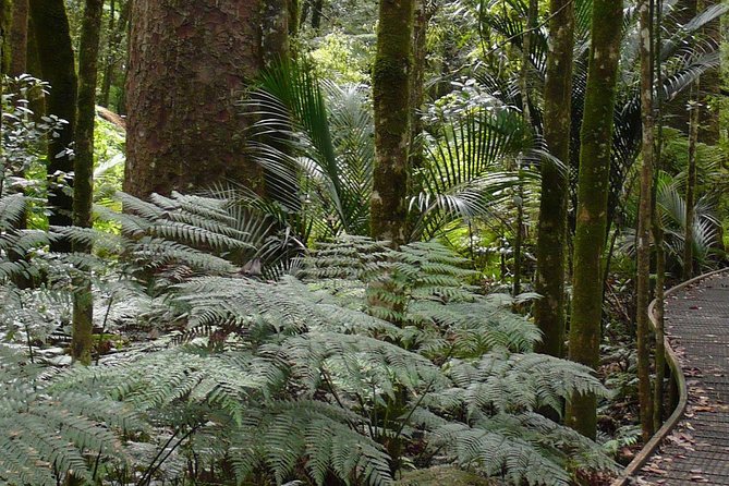 Bay of Islands Glow Worm Caves & Scenic Shore Excursion - Manginangina Kauri Walk brings quiet and scale