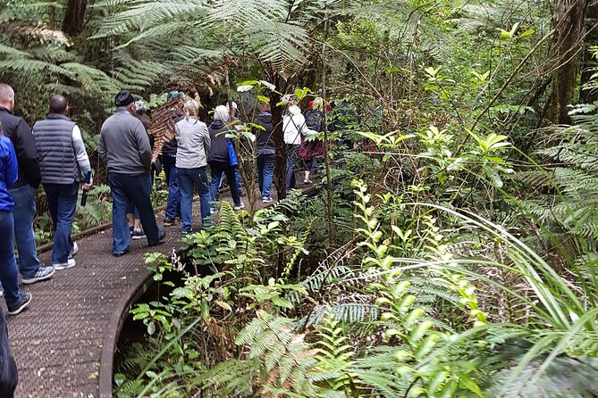 Bay of Islands Shore Excursion: Puketi Rainforest Guided Walk - The forest’s smaller residents and rare birds