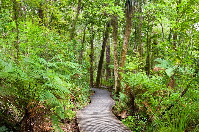 Bay of Islands Shore Excursion: Puketi Rainforest Guided Walk - Is $157.01 a fair price?