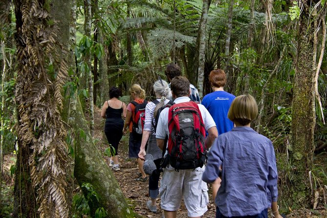 Bay of Islands Shore Excursion: Puketi Rainforest Guided Walk - A real hike, not just a boardwalk stroll