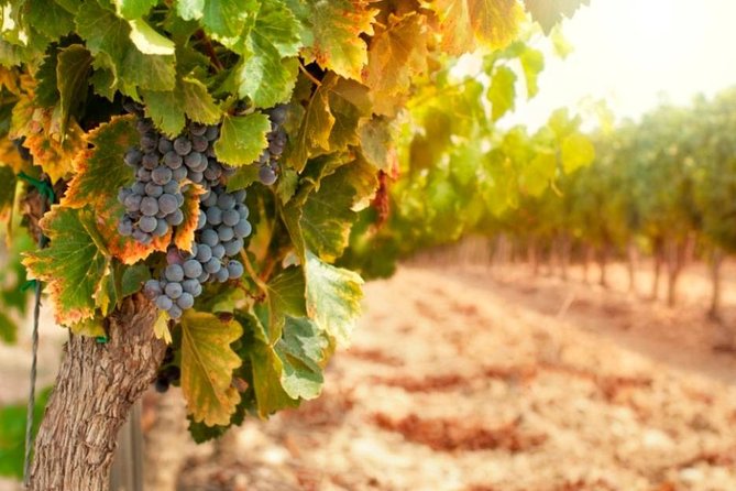 Bella Toscana Private Tour: 2 Chianti Wineries and San Gimignano From Livorno - The Chiantigiana road and two wine estates