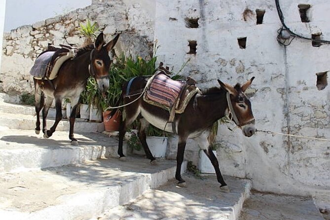 Best Rhodes Tour with Wine Tasting Experience from Cruise Port - Wine tasting and the Greek connection to Dionysus