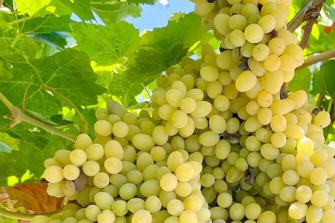 Best Rhodes Tour with Wine Tasting Experience from Cruise Port - Guides, timing, and the real group experience